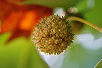 Platanus x hispanica - platan javorolistý - plodenství (kulovitá hlávka)
